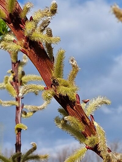 Drakenwilg (Salix udensis)